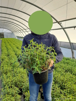 CISTUS purpureus En pot de 4-5 litres buisson