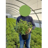 CISTUS purpureus (Ciste pourpre) En pot de 4-5 litres forme buisson