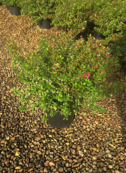 ESCALLONIA RED DREAM En pot de 4-5 litres