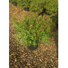 ESCALLONIA RED DREAM (Escallonia) En pot de 4-5 litres forme buisson