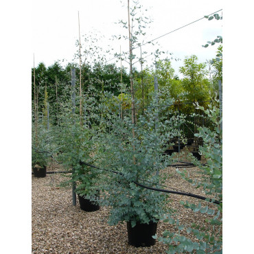 EUCALYPTUS gunnii (Eucalyptus de Gunn, gommier) En pot de 25-30 litres forme baliveau