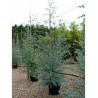 EUCALYPTUS gunnii (Eucalyptus de Gunn, gommier) En pot de 25-30 litres forme baliveau