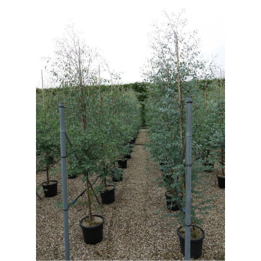 EUCALYPTUS gunnii (Eucalyptus de Gunn, gommier) En pot de 25-30 litres forme baliveau