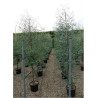 EUCALYPTUS gunnii (Eucalyptus de Gunn, gommier) En pot de 25-30 litres forme baliveau