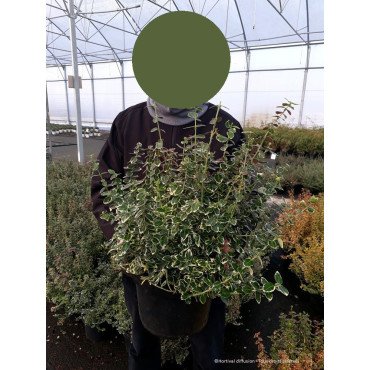 EUONYMUS fortunei EMERALD GAIETY (Fusain de Fortune Emeald Gaiety) En pot de 10-12 litres forme buisson