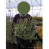 EUONYMUS fortunei EMERALD GAIETY (Fusain de Fortune Emeald Gaiety) En pot de 10-12 litres forme buisson