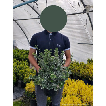 EUONYMUS fortunei EMERALD GAIETY (Fusain de Fortune Emeald Gaiety) En pot de 4-5 litres forme buisson