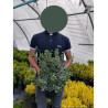 EUONYMUS fortunei EMERALD GAIETY (Fusain de Fortune Emeald Gaiety) En pot de 4-5 litres forme buisson