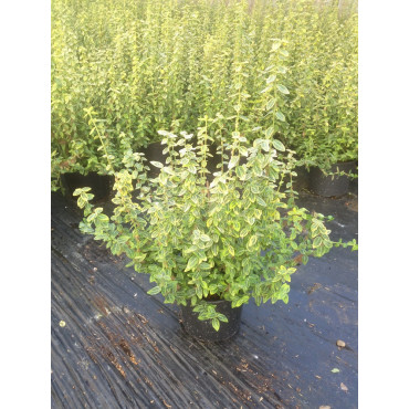 EUONYMUS fortunei EMERALD'N GOLD (Fusain de Fortune Emerald'n Gold) En pot de 4-5 litres forme buisson