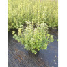EUONYMUS fortunei EMERALD'N GOLD En pot de 4-5 litres