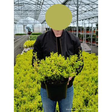 EUONYMUS fortunei EMERALD'N GOLD (Fusain de Fortune Emerald'n Gold) En pot de 10-12 litres forme buisson