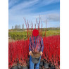 CORNUS alba (Cornouiller blanc) En pot de 10-12 litres fome buisson