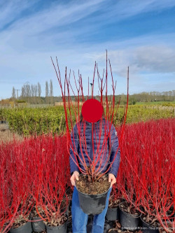CORNUS alba BATON ROUGE En pot de 10-12 litres buisson hauteur 080-100 cm
