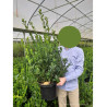 EUONYMUS japonicus EXTRAVAGANZA En pot de 10-12 litres