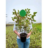 CORNUS alba MIRACLE® (Cornouiller blanc Miracle) En pot de  4-5 litres forme buisson