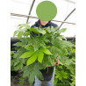FATSIA japonica ou sieboldii (Fatsie, Aralie du Japon) En pot de 10-12 litres forme buisson