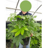 FATSIA japonica ou sieboldii (Fatsie, Aralie du Japon) En pot de 10-12 litres forme buisson