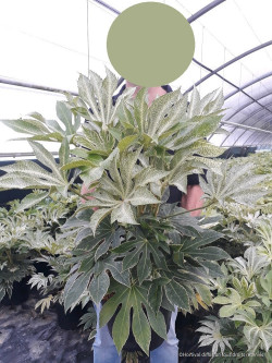 FATSIA japonica SPIDER WEB En pot de 12-15 litres