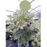 FATSIA japonica SPIDER WEB (Aralia du Japon panaché Spider web) En pot de 10-12 litres forme buisson