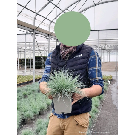 FESTUCA glauca ELIJAH BLUE (Fétuque)