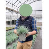 FESTUCA glauca ELIJAH BLUE (Fétuque) En pot de 2-3 litres forme buisson