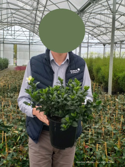 GARDENIA jasminoides KLEIM'S HARDY En pot de 4-5 litres