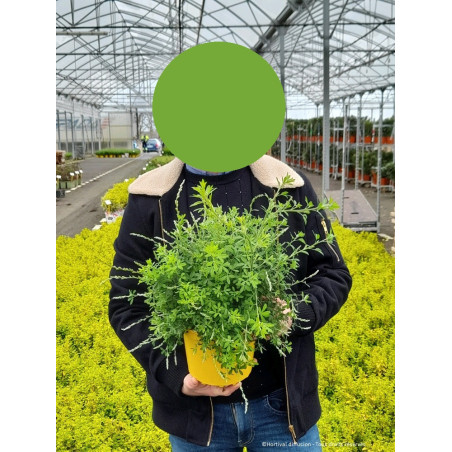 GENISTA PORLOCK (Genêt de Porlock)