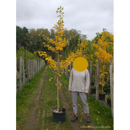 GINKGO biloba (Arbre aux quarante écus)