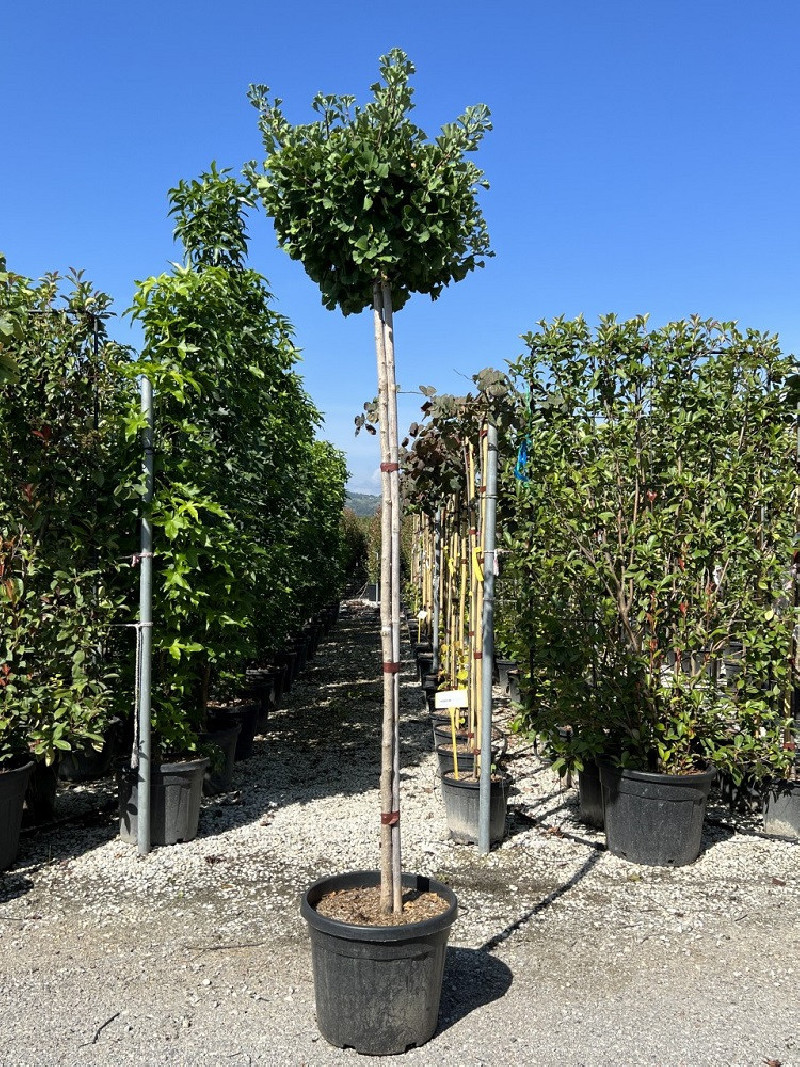 Arbre Ginkgo Mariken En Pot De 3L - Petit Arbre De Patio à Feuillage Jaune Doré En Automne - 4