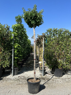 GINKGO biloba MARIKEN En pot 35-50 litres forme tige hauteur du tronc 180-200 cm