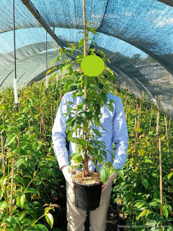 CORNUS hongkongensis PARC DE HAUTE BRETAGNE En pot de 4-5 litres