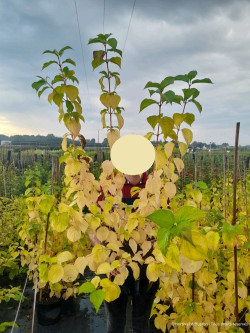 CORNUS sanguinea MAGIC FLAME En pot de 10-12 litres buisson hauteur 080-100 cm