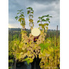 CORNUS sanguinea MAGIC FLAME En pot de 10-12 litres
