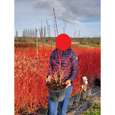 CORNUS sanguinea MIDWINTER FIRE (Cornouiller sanguin Midwinter Fire) En pot de 10-12 litres forme buisson