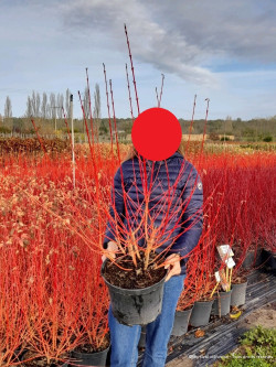 CORNUS sanguinea MIDWINTER FIRE En pot de 10-12 litres buisson hauteur 080-100 cm