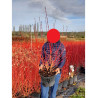 CORNUS sanguinea MIDWINTER FIRE (Cornouiller sanguin Midwinter Fire) En pot de 10-12 litres forme buisson