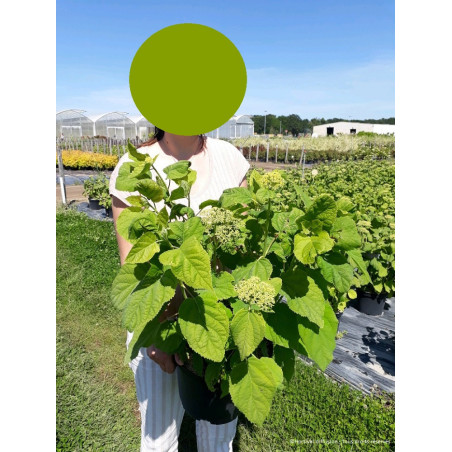 HYDRANGEA arborescens ANNABELLE (Hortensia arbustif)