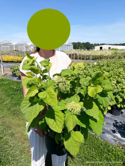 HYDRANGEA arborescens ANNABELLE En pot de 10-12 litres