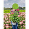 HYDRANGEA arborescens PW® PINK ANNABELLE® (Hortensia arbustif) En pot de 4-5 litres forme buisson