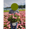HYDRANGEA arborescens PW® RUBY ANNABELLE® (Hortensia arbustif) En pot de 4-5 litres forme buisson