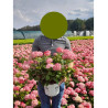 HYDRANGEA arborescens RUBY ANNABELLE En pot de 4-5 litres