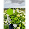 HYDRANGEA arborescens PW® STRONG ANNABELLE® (Hortensia arbustif) En pot de 10-12 litres forme buisson