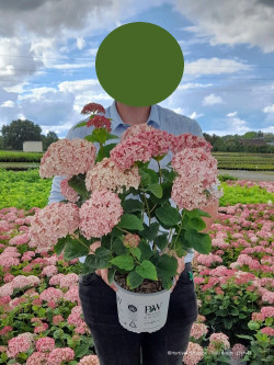 HYDRANGEA arborescens SWEET ANNABELLE En pot de 4-5 litres