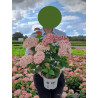 HYDRANGEA arborescens PW ® SWEET ANNABELLE ® (Hortensia arbustif) En pot de 4-5 litres forme buisson