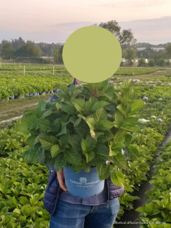 HYDRANGEA ENDLESS SUMMER BLOOMSTAR En pot de 5-7 litres