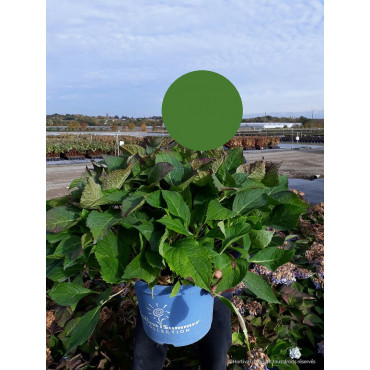 HYDRANGEA ENDLESS SUMMER ORIGINAL BLEU® (Hortensia) En pot de 10-12 litres forme buisson