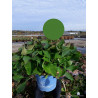 HYDRANGEA ENDLESS SUMMER ORIGINAL BLEU® (Hortensia) En pot de 15-20 litres forme buisson