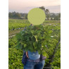 HYDRANGEA ENDLESS SUMMER TWIST-N-SHOUT BLEU® (Hortensia) En pot de 5-7 litres forme buisson