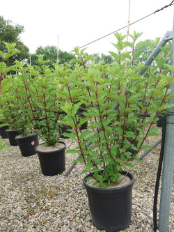 HYDRANGEA paniculata En pot de 15-20 litres