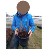 HYDRANGEA paniculata En pot de 4-5 litres